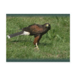 Falcon postcards
