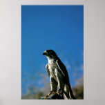 Falcon Posters