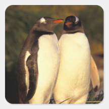 Falklands Islands. Gentoo Penguins.  (Pyroscelis Square Stickers