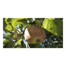 Fall Apples Photo Greeting Card