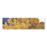 Fall aspen tree bumpersticker