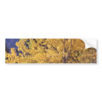 Fall aspen tree bumpersticker