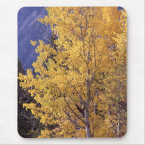 Fall aspen tree mousepad