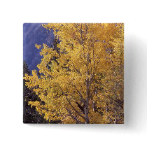 Fall aspen tree pinback button