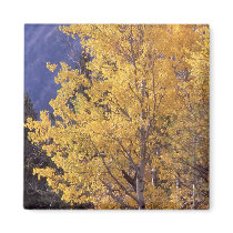 Fall aspen tree refrigerator magnet