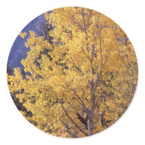Fall aspen tree stickers