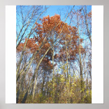 Fall at Bode Lake Forest Preserve Print