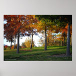 Fall at the Grove / Rancho San Rafael posters