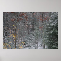 Fall Before Winter
