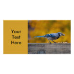 Fall Blue Jay photo cards