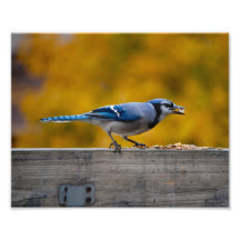 Fall Blue Jay Photograph