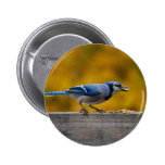 Fall Blue Jay Pins