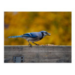 Fall Blue Jay Postcard