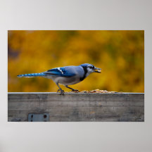 Fall Blue Jay Poster