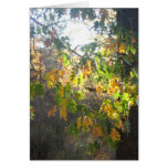 Fall Colour cards