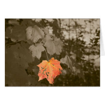 Fall Colour Cards
