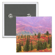 Fall colour in Denali National Park Button