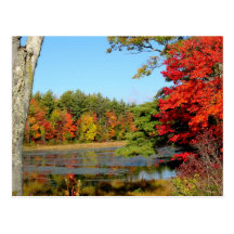 Fall Colour In New England Postcard