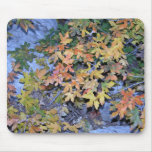 Fall Colours 1