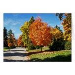 Fall Colours in Cincinnati Greeting Card