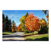 Fall Colours in Cincinnati Photograph