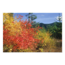 Fall colours on Mount Hood Photo