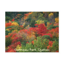 Fall Colours