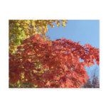 Fall colours postcards