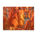 fall colours post cards
