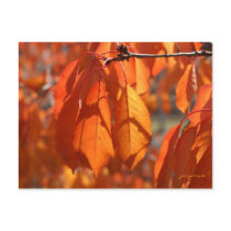 fall colours post cards