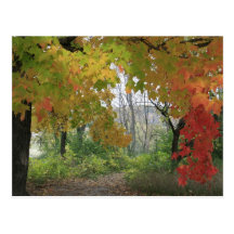 Fall Colours Postcard