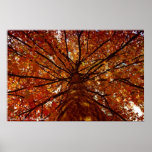 Fall Colours posters