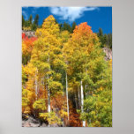 Fall Colours posters