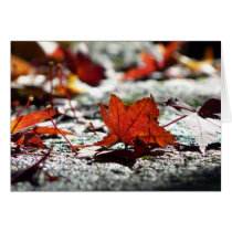 Fall, Dark Greeting Cards