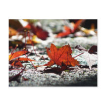 Fall, Dark Post Card