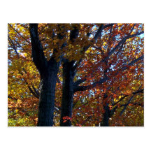 Fall Delicacy Post Cards