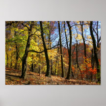Fall Foliage Fine Art Print