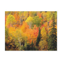 Fall Foliage Valley Post Card