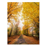 Fall Foliage Walking Path Post Card