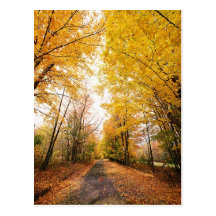 Fall Foliage Walking Path Post Card