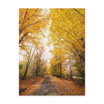 Fall Foliage Walking Path Post Card