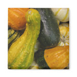 Fall Harvest Gourds Magnet