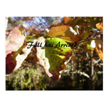 Fall has Arrived Postcards