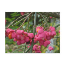 Fall Impressions 2010 (pink blossom) Postcards