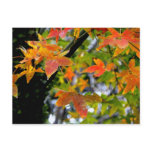 Fall in Love/Autumn Colours