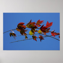 Fall Leaf Arch, Dark