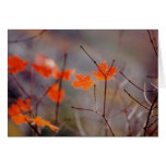 Fall Leaf cards