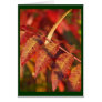 Fall Leaves