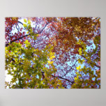 Fall Leaves Fill the Sky print