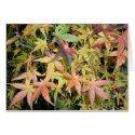 Fall Maple Colour cards